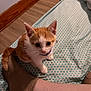 Vee joined the competition — help win amazing prizes! kitten, cat, orange_and_white, indoor, bedspread, patterned, person, sock, foot, leg, floor, wood_floor, curious, pet, animal, feline, young, cute, collar, looking_up