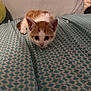 Vee is registered to the contest to win money with this photo: kitten, cat, orange_and_white, bedspread, patterned, blue, white, indoor, pet, animal, cute, small, fur, whiskers, ears, eyes, crouching, focused, pillow, cozy