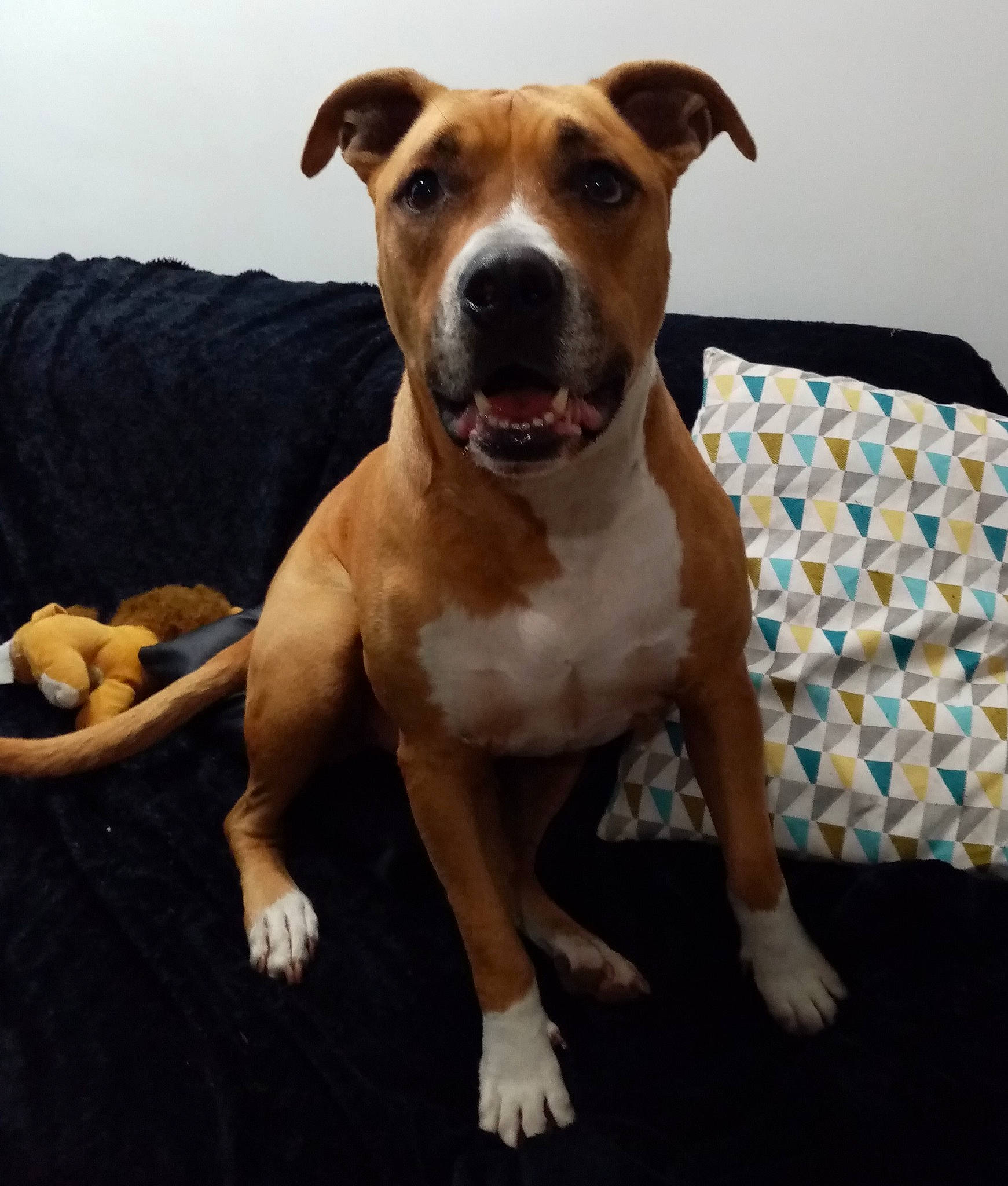 Toscan a rejoint le concours — aidez-le/la à gagner de superbes lots ! american_pit_bull_terrier, american_staffordshire_terrier, bull_and_terrier, canidae, carnivore, companion_dog, dog, dog_breed, fawn, mammal, non_sporting_group, pit_bull, snout, sporting_group, staffordshire_bull_terrier, vertebrate