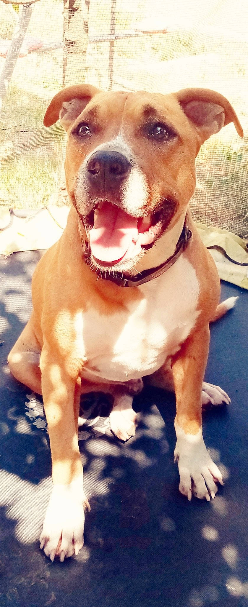 Toscan a rejoint le concours — aidez-le/la à gagner de superbes lots ! american_pit_bull_terrier, american_staffordshire_terrier, ancient_dog_breeds, bull_and_terrier, canidae, carnivore, cordoba_fighting_dog, dog, dog_breed, fawn, mammal, non_sporting_group, nose, pit_bull, rare_breed_dog, snout, sporting_group, staffordshire_bull_terrier, terrier, vertebrate