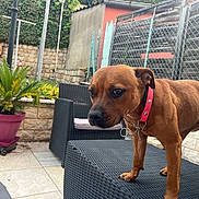 Tessie participe au concours pour gagner de l'argent avec cette photo : dog, brown_dog, collar, outdoor, patio, wicker_furniture, potted_plant, stone_wall, fence, foot, plant, table, chair, pet, animal, curious, daylight, backyard, relaxed, garden