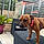 Tessie
