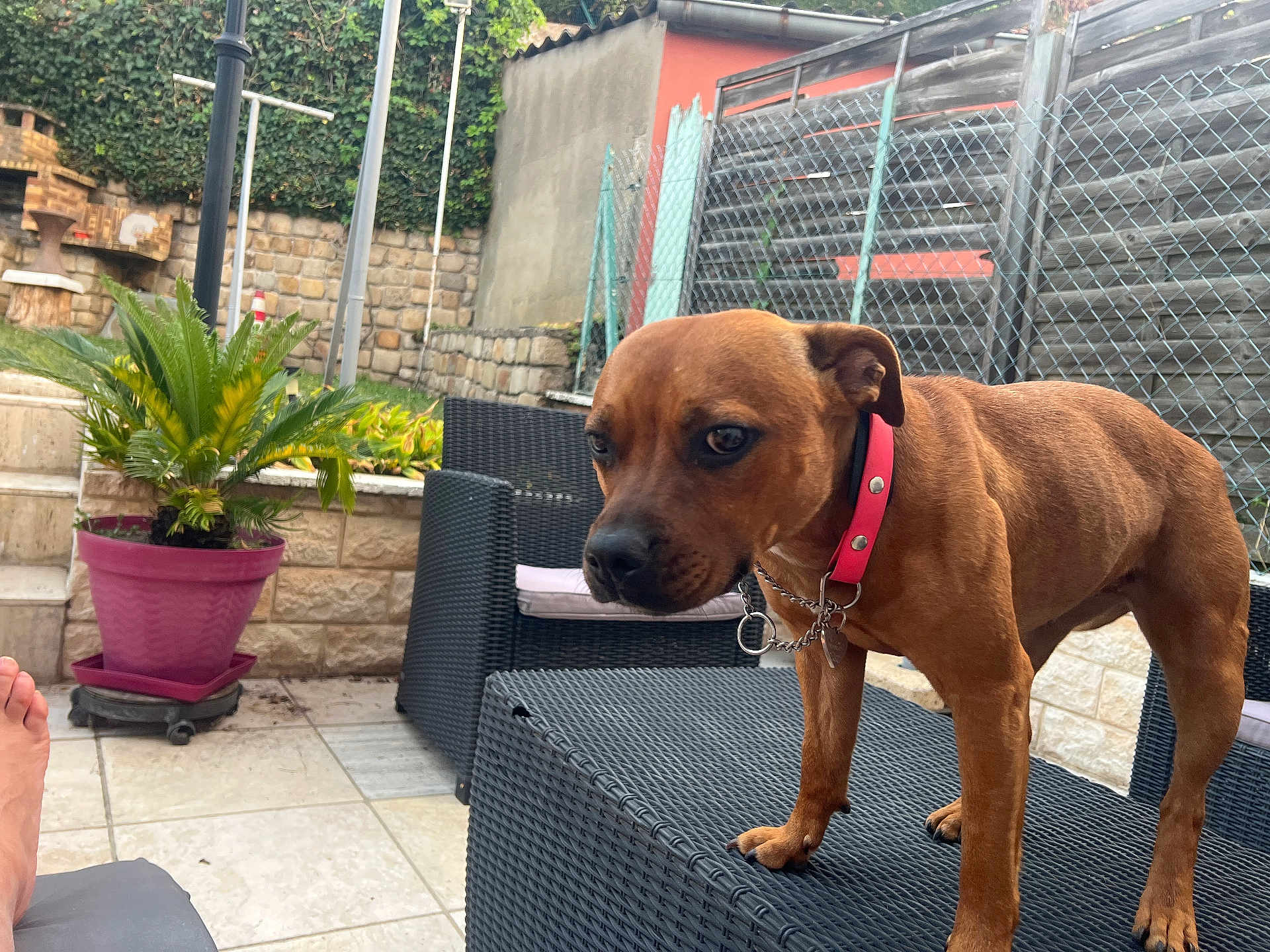 Tessie participe au concours pour gagner de l'argent avec cette photo : dog, brown_dog, collar, outdoor, patio, wicker_furniture, potted_plant, stone_wall, fence, foot, plant, table, chair, pet, animal, curious, daylight, backyard, relaxed, garden