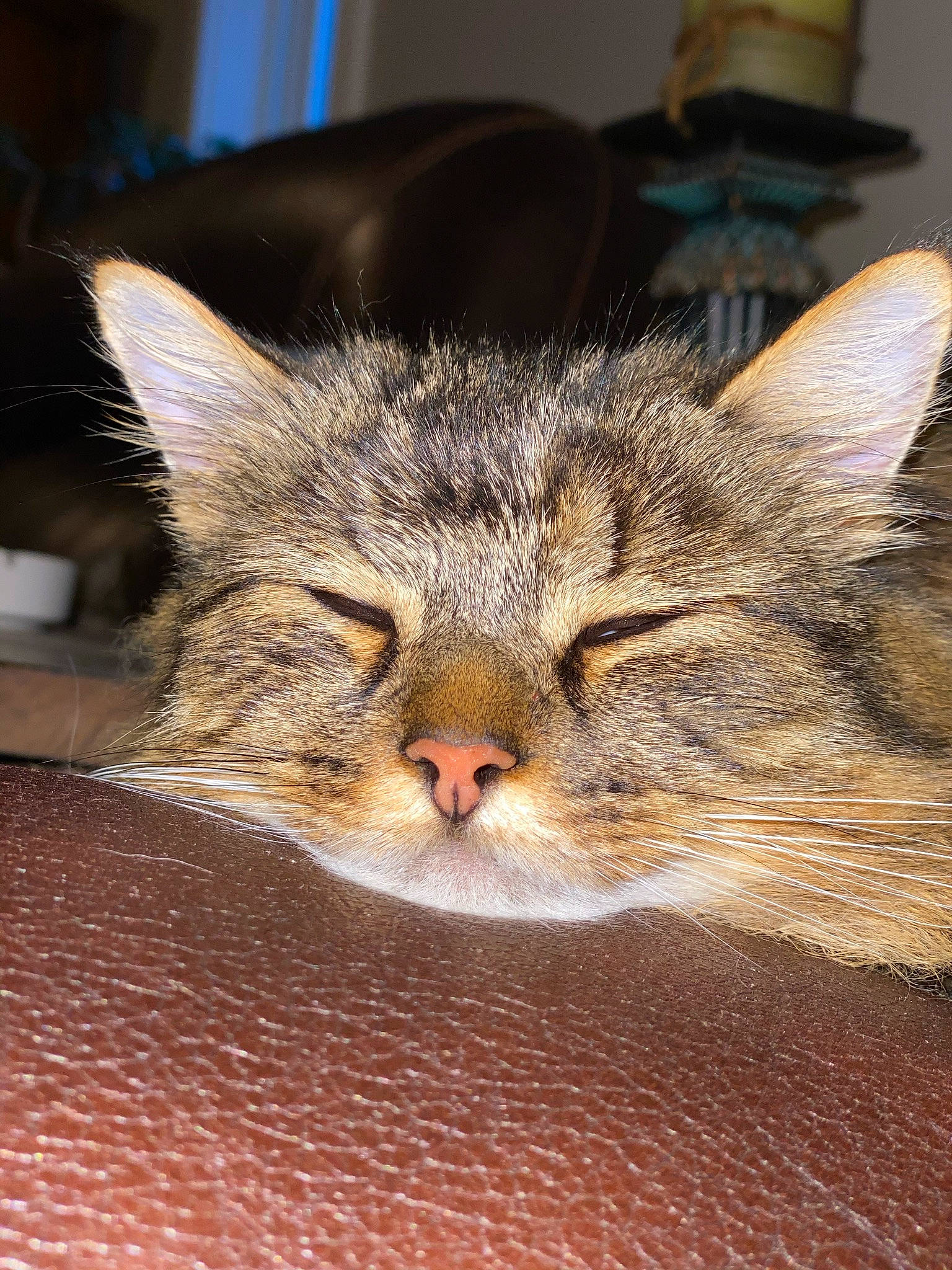 Charlie joined the competition — help win amazing prizes! carnivore, cat, claw, comfort, domestic_short_haired_cat, ear, eye, felidae, fur, grass, paw, small_to_medium_sized_cats, snout, terrestrial_animal, whiskers, wildlife, wood