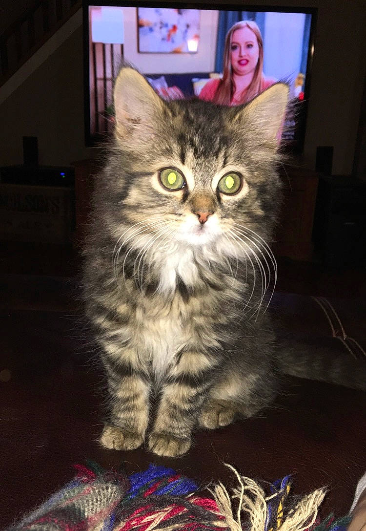 Charlie is registered to the contest to win money with this photo: blue, box, carnivore, cat, claw, darkness, display_device, domestic_short_haired_cat, felidae, flat_panel_display, fur, led_backlit_lcd_display, paw, photo_caption, picture_frame, sitting, small_to_medium_sized_cats, television, whiskers