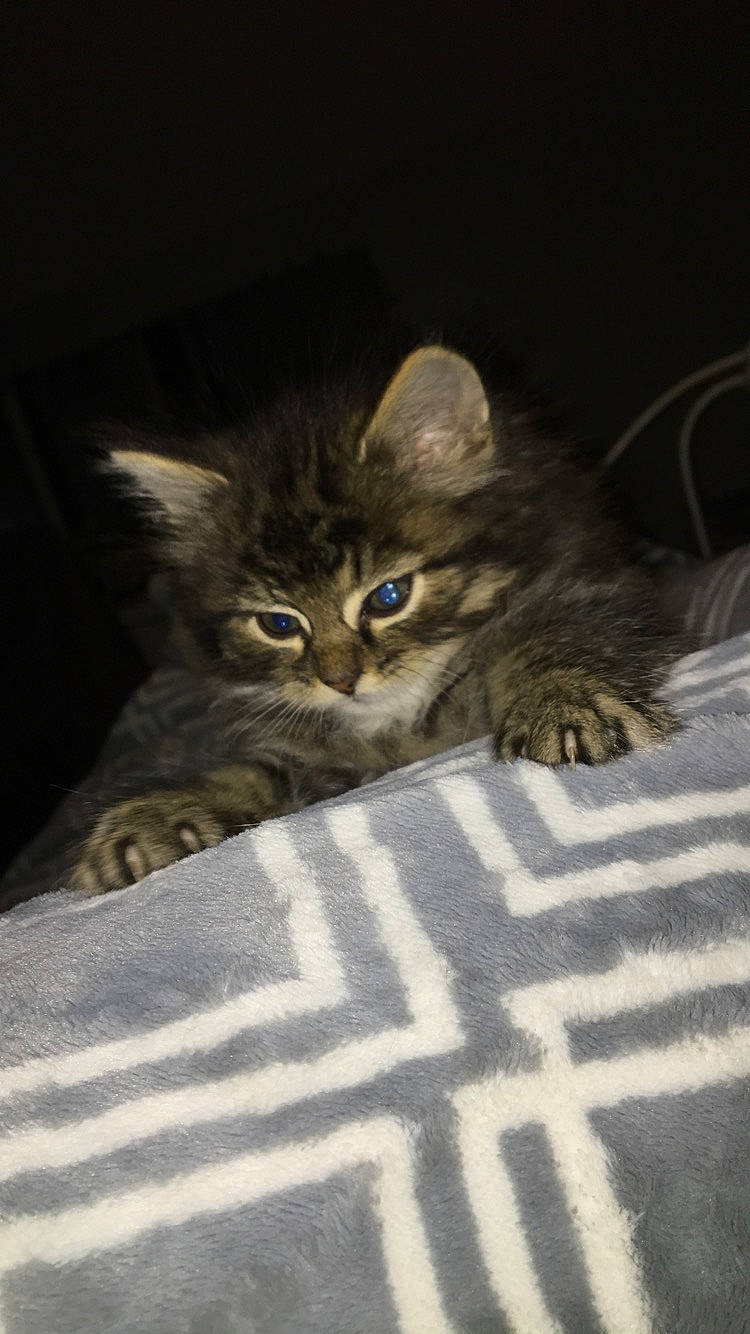 Charlie joined the competition — help win amazing prizes! carnivore, cat, claw, comfort, darkness, domestic_short_haired_cat, fawn, felidae, fur, grey, paw, sitting, small_to_medium_sized_cats, snout, tail, terrestrial_animal, whiskers, wood