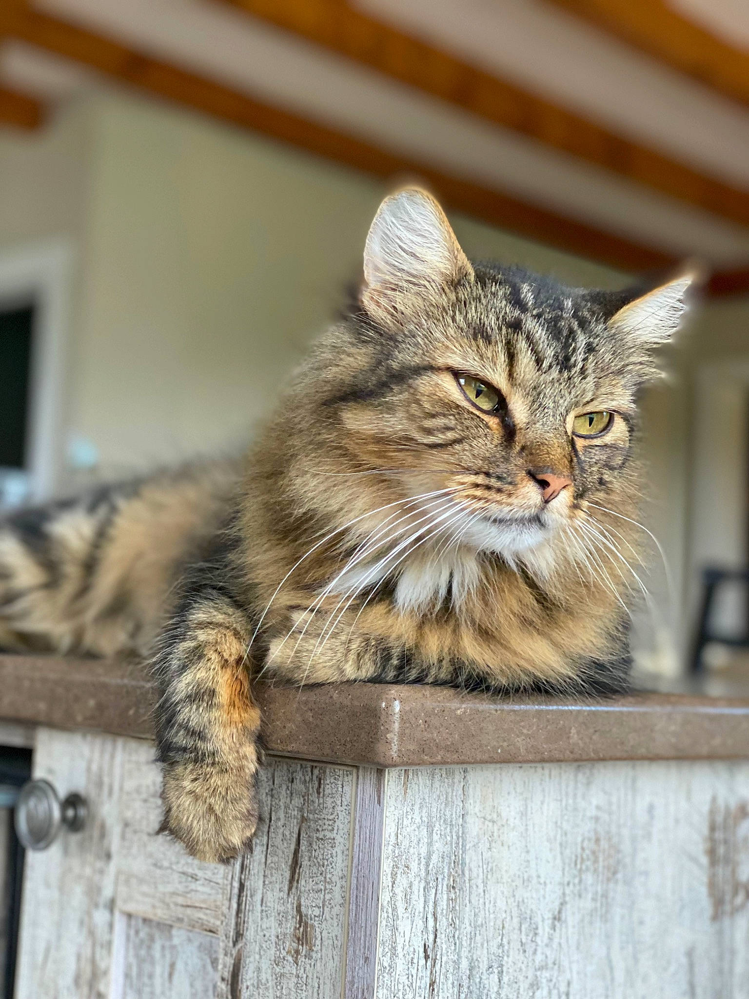 Charlie is registered to the contest to win money with this photo: art, carnivore, cat, claw, domestic_short_haired_cat, felidae, fur, paw, sitting, small_to_medium_sized_cats, snout, tail, terrestrial_animal, whiskers, wildlife, window, wood