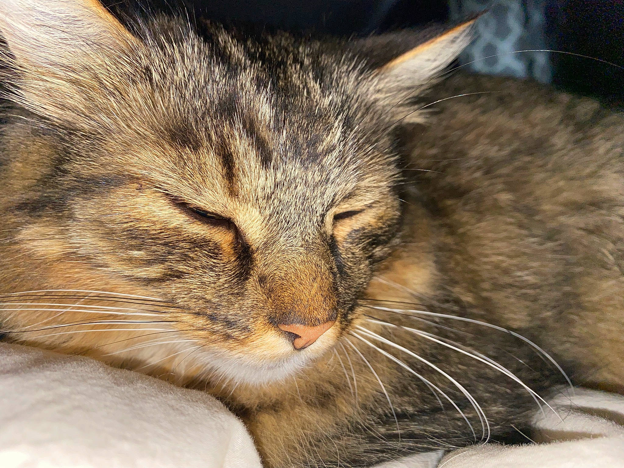 Charlie joined the competition — help win amazing prizes! carnivore, cat, close_up, comfort, domestic_short_haired_cat, felidae, fur, grass, nap, paw, sleep, small_to_medium_sized_cats, snout, terrestrial_animal, whiskers, wildlife