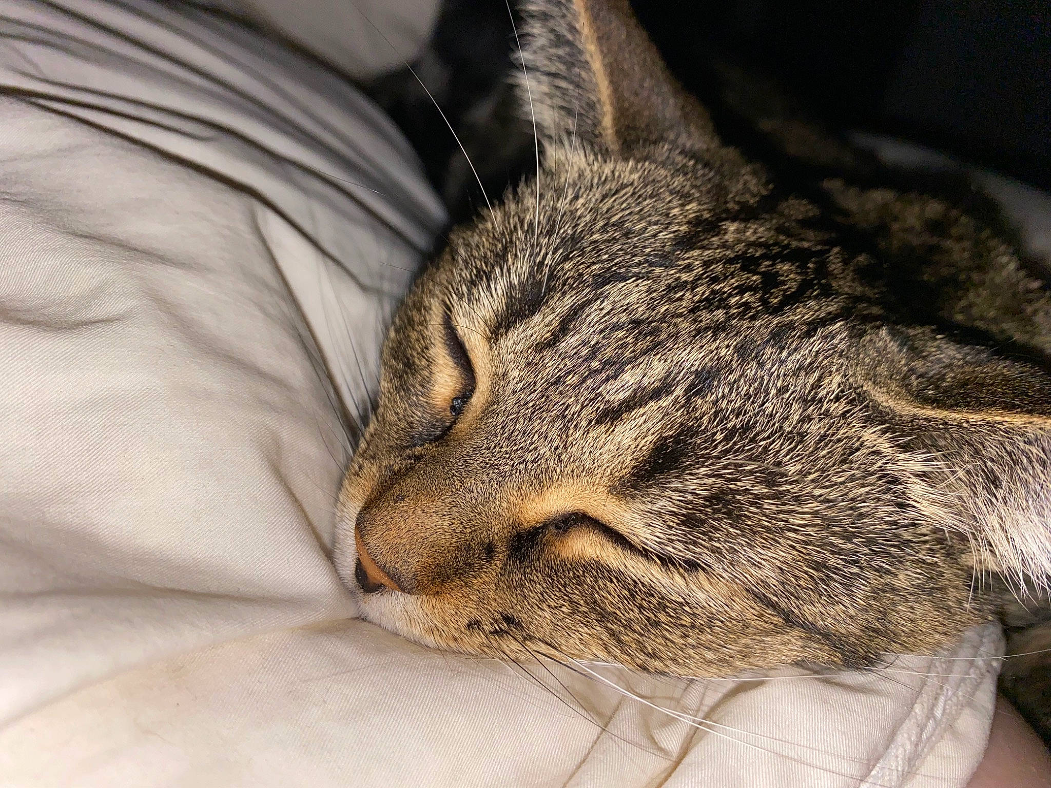 Lola joined the competition — help win amazing prizes! carnivore, cat, claw, comfort, domestic_short_haired_cat, ear, felidae, fur, grey, nap, paw, sleep, small_to_medium_sized_cats, snout, terrestrial_animal, tree, whiskers, wildlife