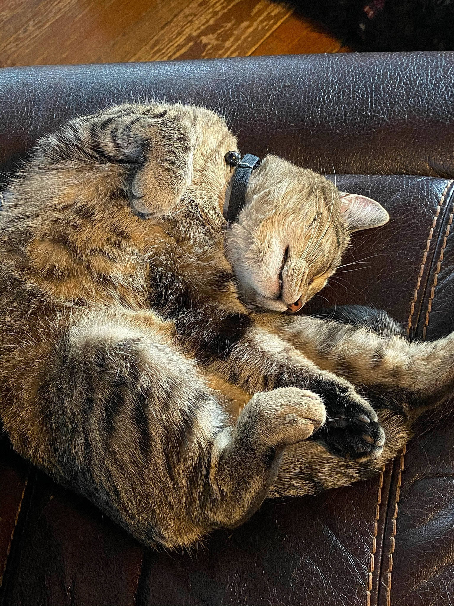 Lola joined the competition — help win amazing prizes! carnivore, cat, claw, close_up, comfort, domestic_short_haired_cat, felidae, fur, grey, nap, paw, sleep, small_to_medium_sized_cats, snout, tail, vertebrate, whiskers, wood, wool, woolen