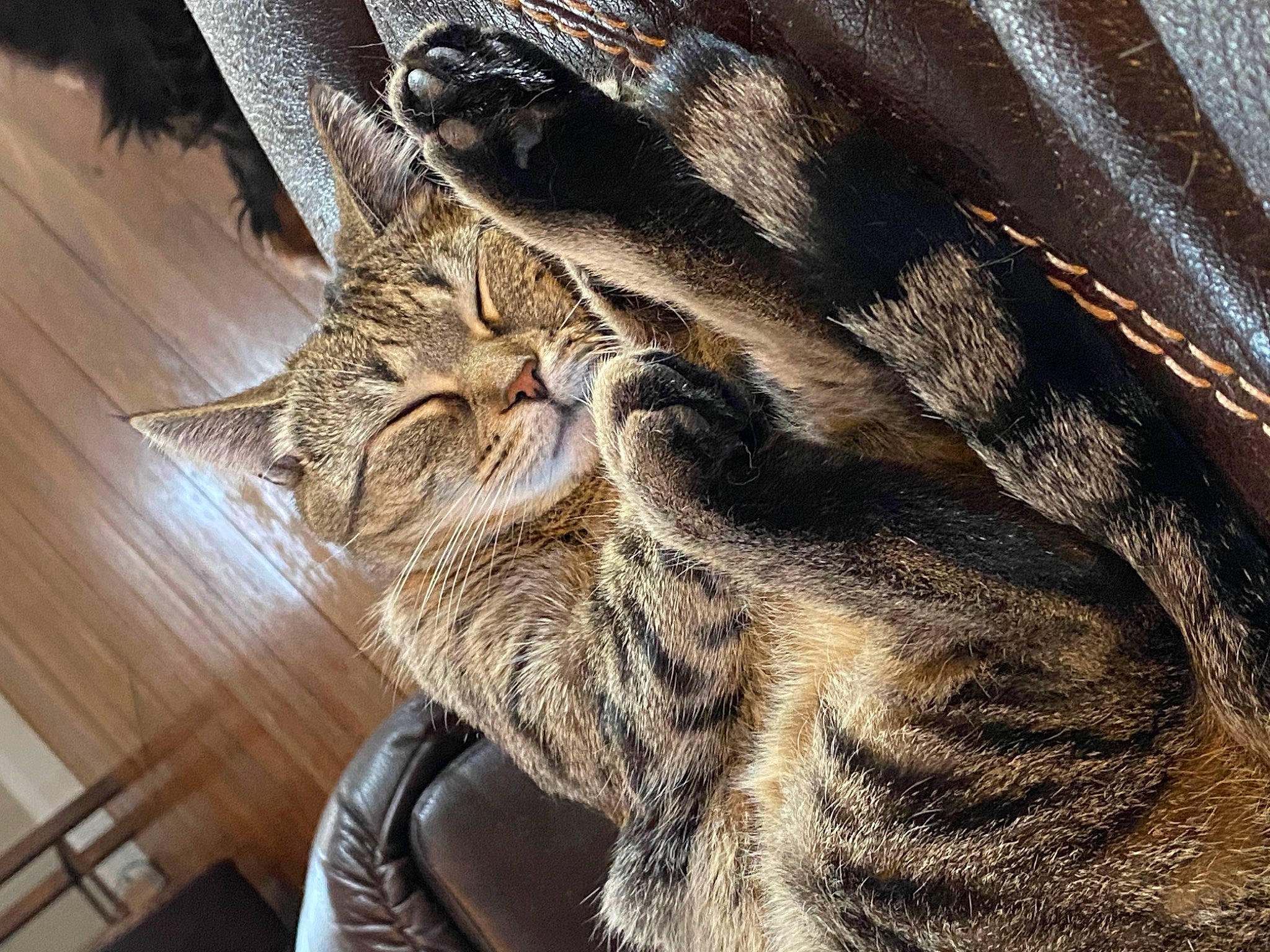 Lola is registered to the contest to win money with this photo: carnivore, cat, claw, comfort, domestic_short_haired_cat, ear, eye, fawn, felidae, fur, nap, paw, small_to_medium_sized_cats, snout, tail, terrestrial_animal, tree, whiskers, wildlife, wood
