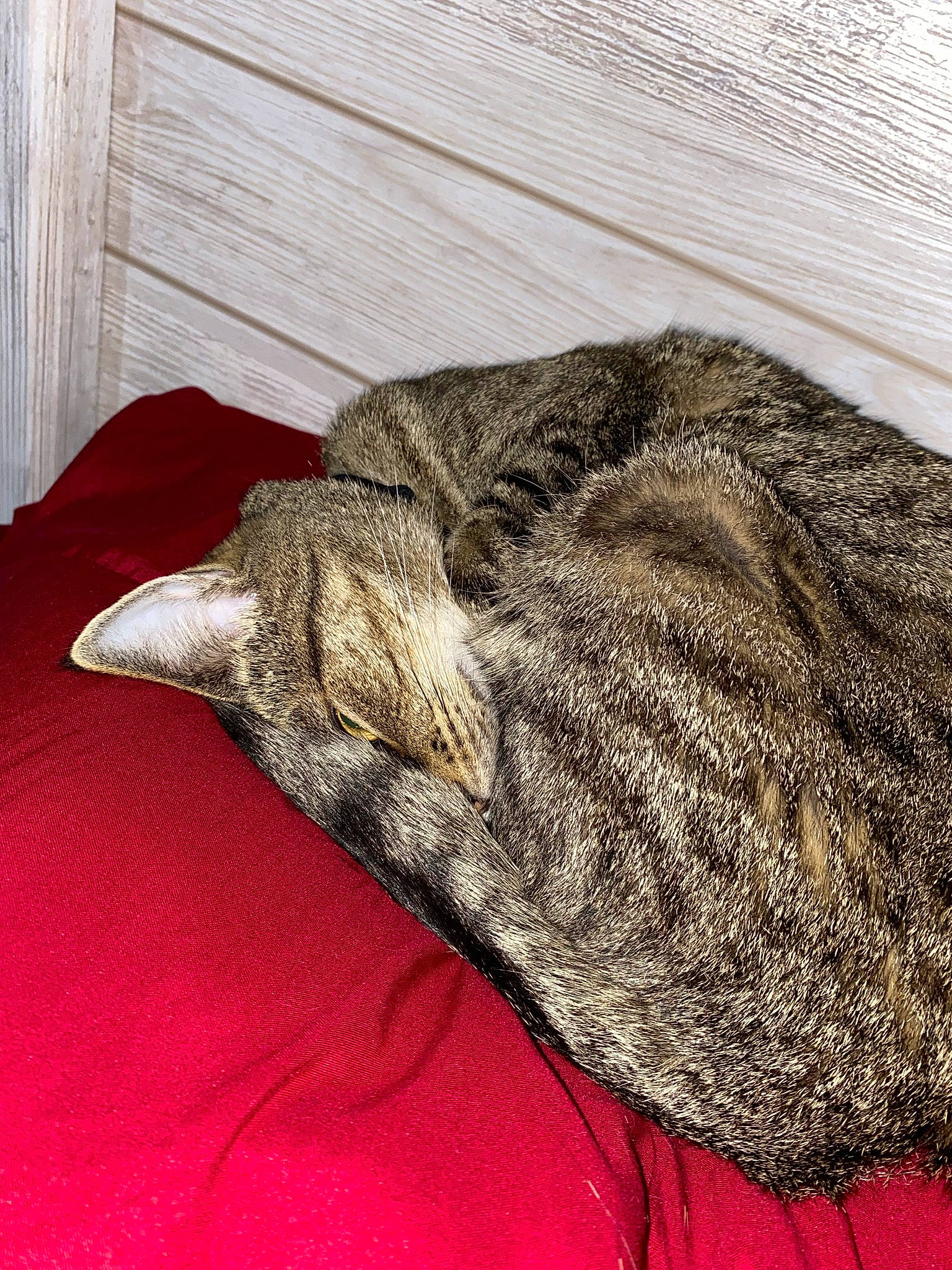 Lola is registered to the contest to win money with this photo: carnivore, cat, comfort, domestic_short_haired_cat, fawn, felidae, flooring, fur, grey, linens, nap, sleep, small_to_medium_sized_cats, snout, tail, terrestrial_animal, thread, whiskers, wood, wool