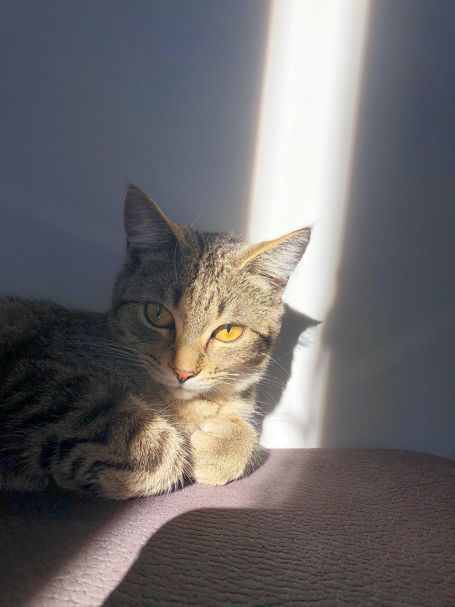 Lola joined the competition — help win amazing prizes! carnivore, cat, claw, darkness, domestic_short_haired_cat, ear, eye, felidae, fur, head, human_body, paw, small_to_medium_sized_cats, snout, tail, terrestrial_animal, tree, whiskers, wildlife, window