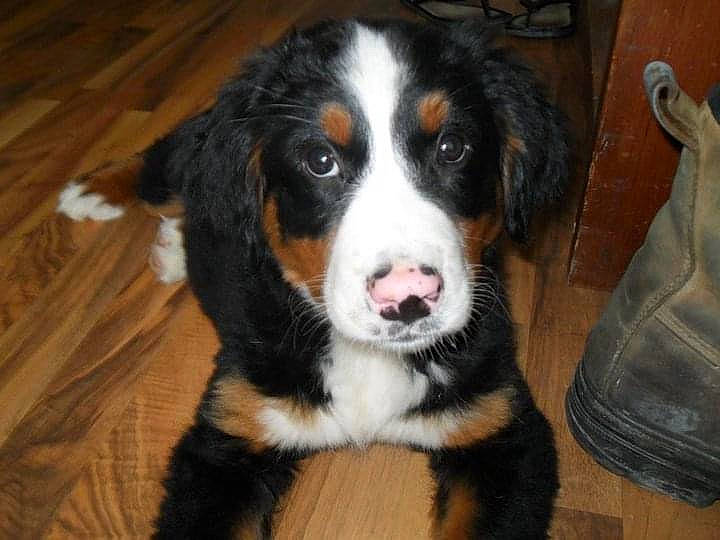 Bella is registered to the contest to win money with this photo: bernese_mountain_dog, bored, canidae, carnivore, companion_dog, dog, dog_breed, flooring, fur, hardwood, herding_dog, snout, sporting_group, terrestrial_animal, varnish, whiskers, wood, wood_flooring, wood_stain, working_dog