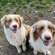 Vico participe au concours pour gagner de l'argent avec cette photo : dog, canine, australian_shepherd, smiling, happy, fur, outdoor, grass, dirt, pets, animal, mammal, two_dogs, sitting, looking_up, tongue_out, ears, friendly, nature, companion