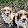 dog, canine, australian_shepherd, smiling, happy, fur, outdoor, grass, dirt, pets, animal, mammal, two_dogs, sitting, looking_up, tongue_out, ears, friendly, nature, companion