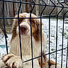 dog, fence, snow, outdoor, pet, animal, fur, paw, brown, white, nose, ears, wooden_shed, winter, grass, metal, cage, long_hair, looking, closeup
