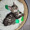Joey participe au concours pour gagner de l'argent avec cette photo : cat, kitten, tabby, feline, animal, pet, basket, woven_basket, cushion, white_blanket, toy, green_toy, ball, indoor, portrait, lying_down, sitting, whiskers, ears, blue_eyes