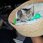 Joey a rejoint le concours — aidez-le/la à gagner de superbes lots ! cat, kitten, animal, feline, fluffy, gray_fur, tabby, basket, woven_basket, cushion, green_toy, pet, indoor, portrait, flash_photography, sitting, lying_down, whiskers, ears, home