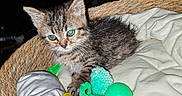 Joey participe au concours pour gagner de l'argent avec cette photo : kitten, cat, tabby, animal, pet, fur, whiskers, ears, eyes, face, sitting, lying_down, basket, blanket, toy, ball, green, indoor, portrait, flash_photography
