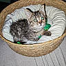 animal, basket, bed, cat, cozy, cushion, furry, green_toy, home, indoor, kitten, pet, plush_toy, portrait, sitting, tabby, toy, whiskers, wide_eyes, woven_basket