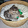 Joey a rejoint le concours — aidez-le/la à gagner de superbes lots ! cat, kitten, tabby, animal, pet, sleeping, lying_down, basket, woven_basket, cushion, green_toy, paw, fur, whiskers, ears, indoor, home, cozy, cute, photography