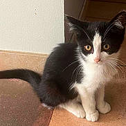 Cookie a rejoint le concours — aidez-le/la à gagner de superbes lots ! cat, kitten, black_and_white, tuxedo_cat, feline, animal, pet, sitting, indoors, tile_floor, floor, wall, doorway, whiskers, ears, eyes, fur, tail, portrait, cute