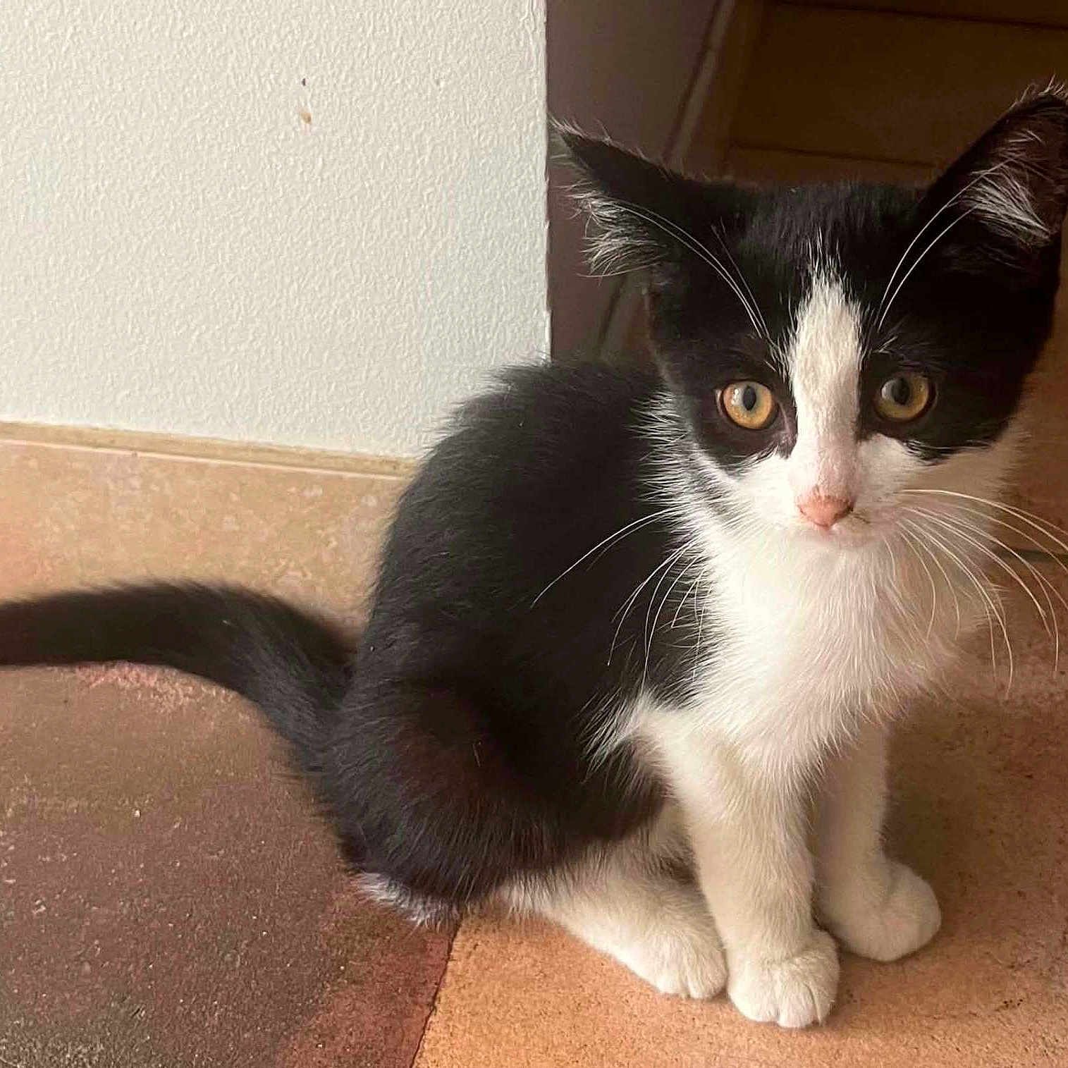 Cookie a rejoint le concours — aidez-le/la à gagner de superbes lots ! cat, kitten, black_and_white, tuxedo_cat, feline, animal, pet, sitting, indoors, tile_floor, floor, wall, doorway, whiskers, ears, eyes, fur, tail, portrait, cute
