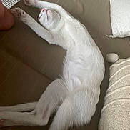 ézékiel a rejoint le concours — aidez-le/la à gagner de superbes lots ! cat, white_cat, stretching, sleeping, sofa, cushion, cozy, feline, pet, indoor, relaxed, fur, paw, pink_nose, whiskers, resting, home, comfort, animal, cute