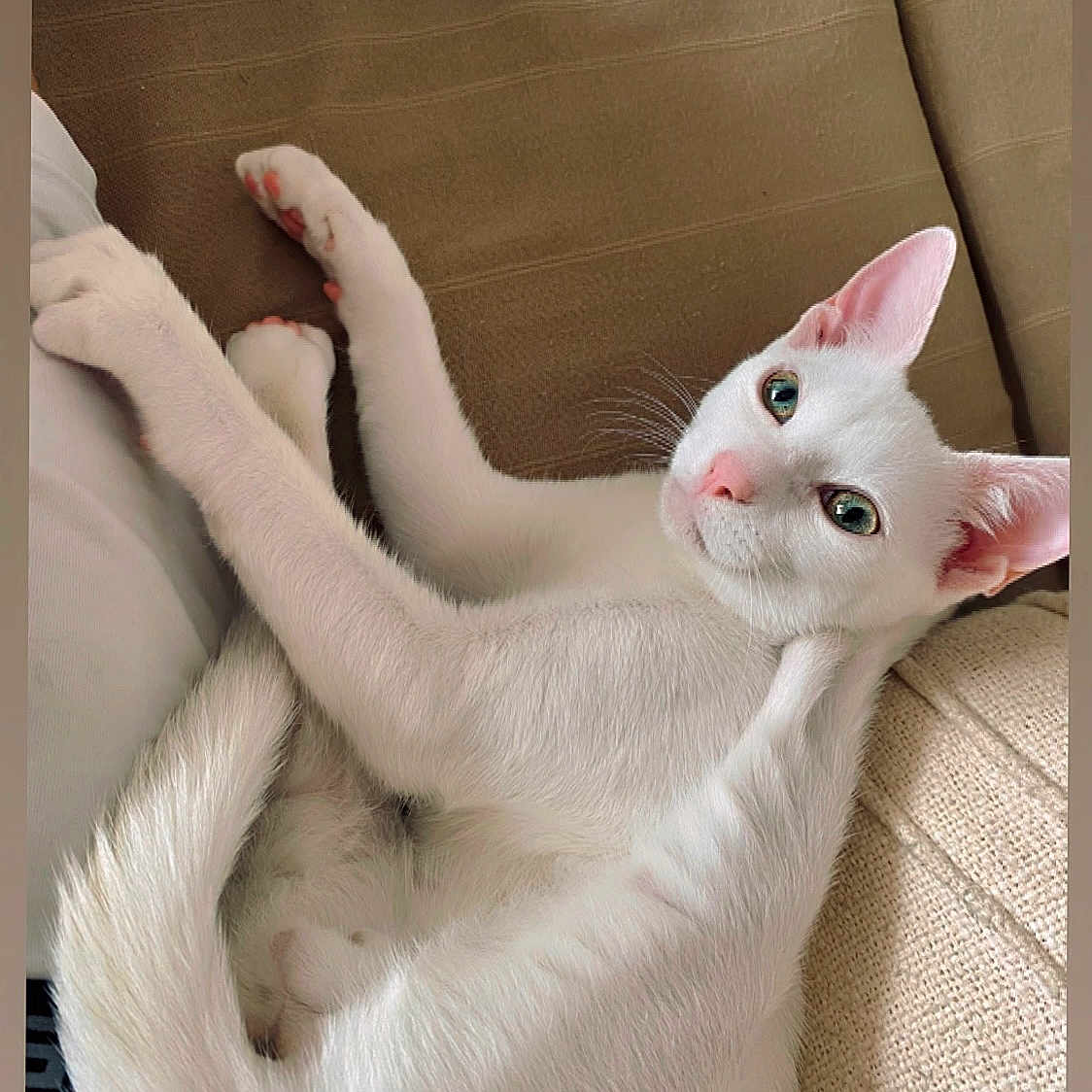 ézékiel a rejoint le concours — aidez-le/la à gagner de superbes lots ! animal, cat, couch, cozy, cute, domestic_animal, ears, feline, fur, green_eyes, indoor, looking, paw, pet, pink_nose, relaxed, resting, tail, whiskers, white_cat