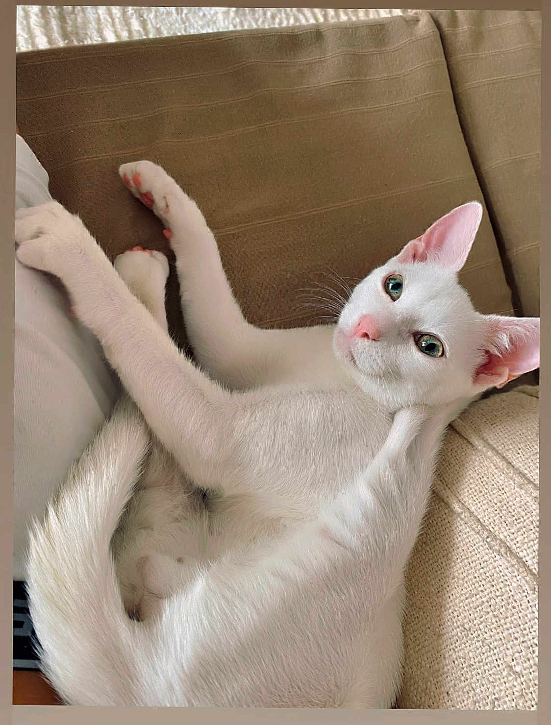 ézékiel a rejoint le concours — aidez-le/la à gagner de superbes lots ! cat, white_cat, pet, feline, indoor, couch, relaxed, fur, whiskers, animal, cute, domestic_animal, cozy, green_eyes, pink_nose, tail, ears, paw, looking, resting