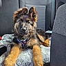 german_shepherd, puppy, dog, car_interior, blanket, pet, animal, fur, ears, nose, paw_prints, seat, harness, cute, young_dog, domestic_animal, looking, resting, indoors, vehicle