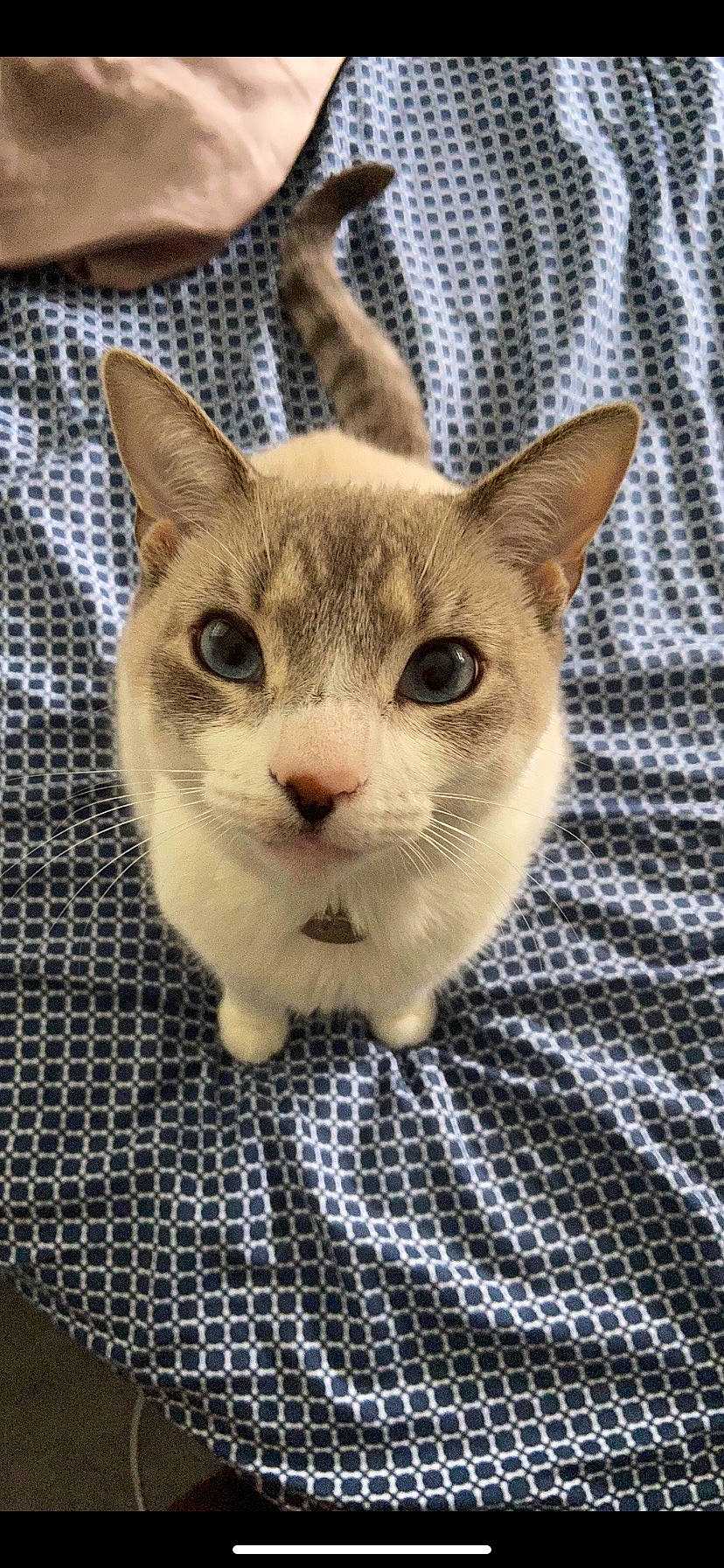 Opal joined the competition — help win amazing prizes! carnivore, cat, domestic_short_haired_cat, fang, fawn, felidae, fur, head, iris, pattern, paw, photo_caption, small_to_medium_sized_cats, snout, terrestrial_animal, whiskers