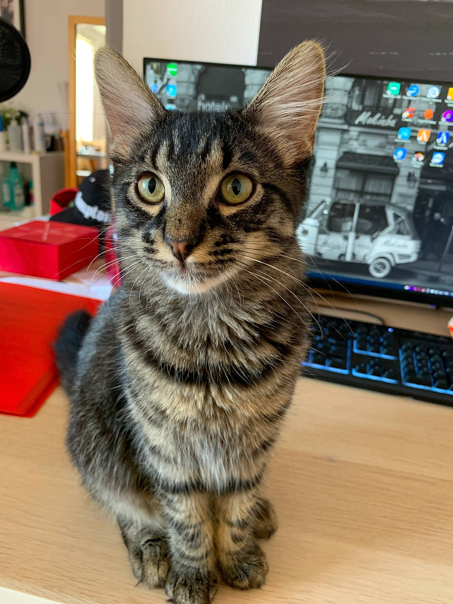 Haku a rejoint le concours — aidez-le/la à gagner de superbes lots ! art, carnivore, cat, computer_hardware, computer_keyboard, desk, domestic_short_haired_cat, felidae, flooring, fur, hardwood, input_device, mechanical_fan, paw, peripheral, small_to_medium_sized_cats, snout, tail, terrestrial_animal, whiskers