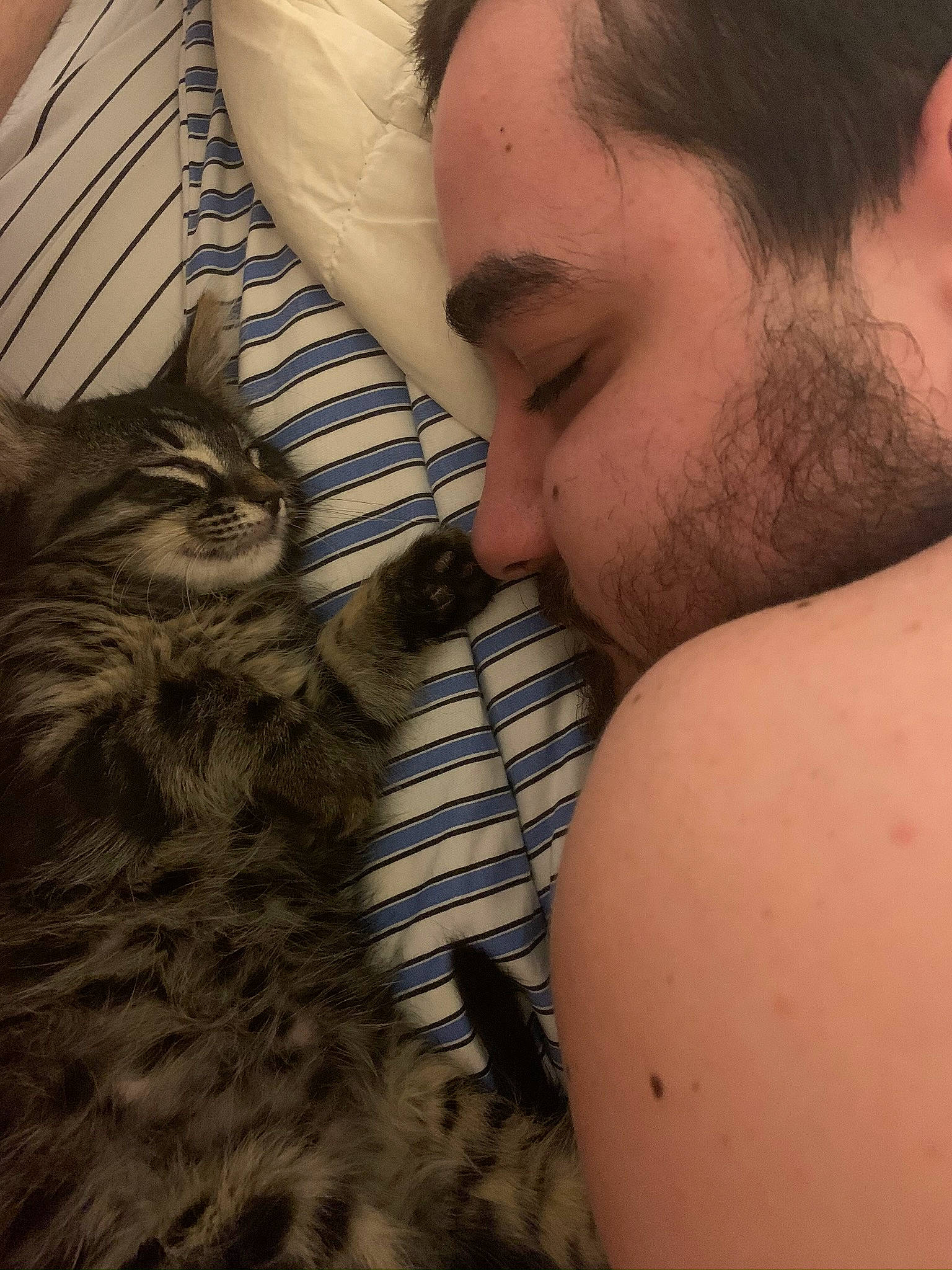 Haku participe au concours pour gagner de l'argent avec cette photo : beard, carnivore, cat, chest, comfort, ear, eyelash, facial_hair, fawn, felidae, hair, jaw, neck, nose, organ, skin, small_to_medium_sized_cats, snout, vertebrate, whiskers