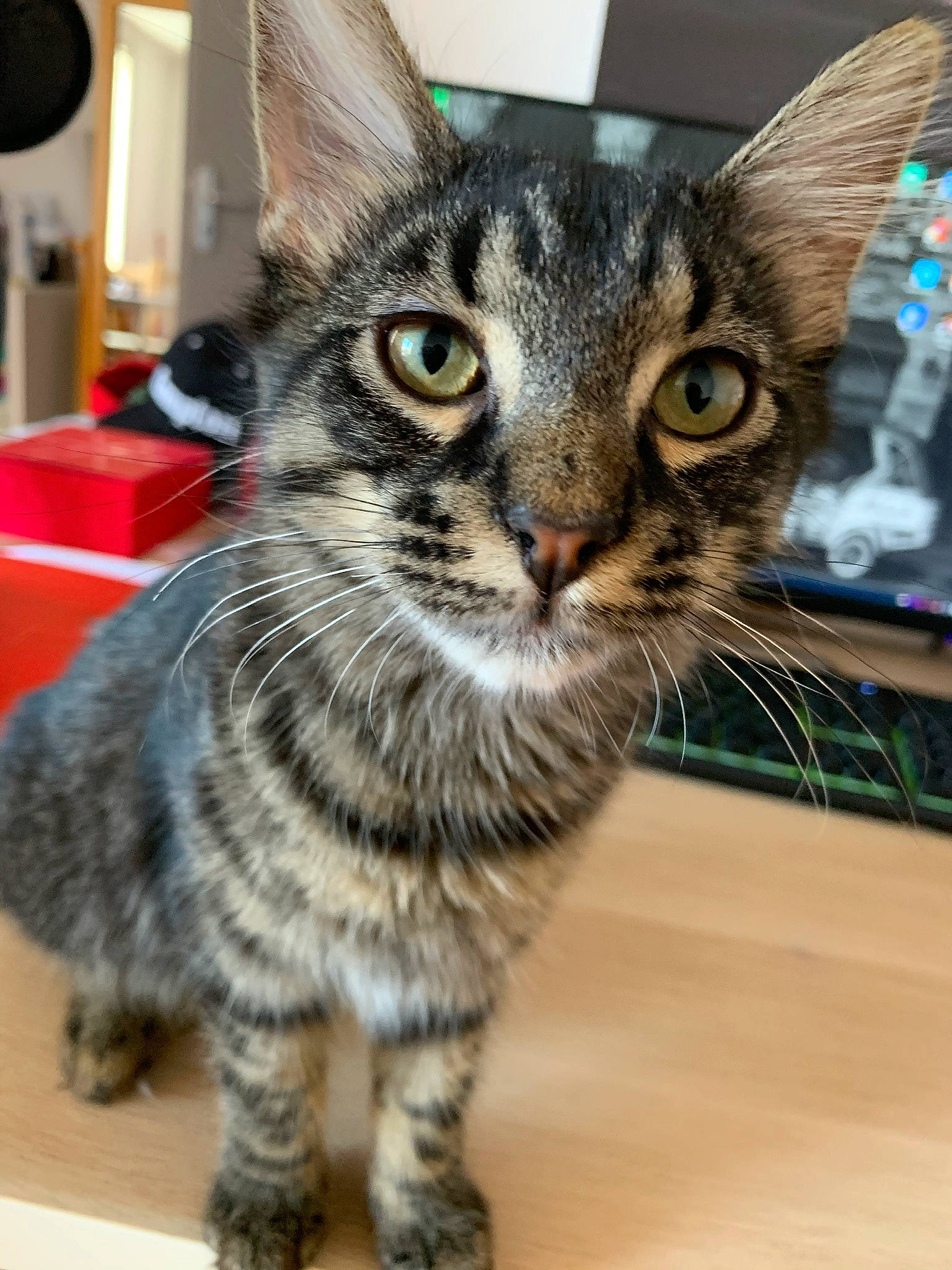 Haku a rejoint le concours — aidez-le/la à gagner de superbes lots ! carnivore, cat, claw, domestic_short_haired_cat, felidae, flooring, fur, head, iris, paw, small_to_medium_sized_cats, snout, tail, terrestrial_animal, water_bottle, whiskers