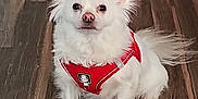 Hamlet is registered to the contest to win money with this photo: dog, small_dog, white_fur, red_harness, wooden_floor, indoors, pet, sitting, looking_at_camera, fluffy, pointy_ears, tail, paws, cute, domestic_animal, closeup, eye_contact, muzzle, hardwood_floor, attentive