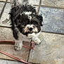 Loca is registered to the contest to win money with this photo: puppy, dog, black_and_white, fluffy, leash, tile_floor, looking_up, small_dog, pet, cute, indoors, fur, animal, companion, adorable, young_dog, playful, domestic_animal, pet_accessory, canine