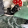 Loca joined the competition — help win amazing prizes! dog, black_and_white, pet, blanket, pillow, plush, mushroom_pillow, gaming_controller, indoor, cozy, fur, laying_down, cute, small_dog, home, resting, comfortable, soft_texture, toy, relaxation