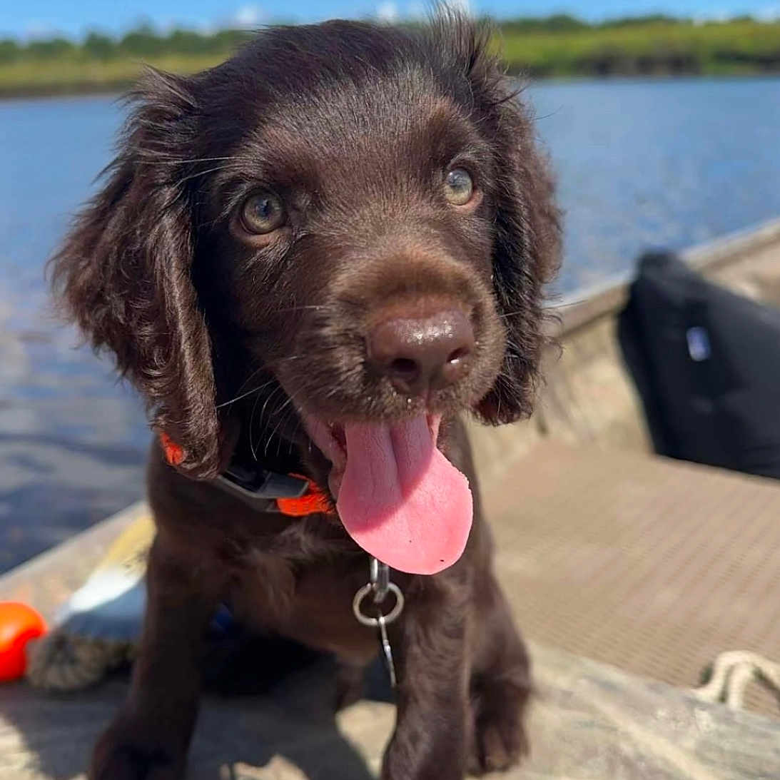 Beau
