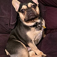 Colt is registered to the contest to win money with this photo: animal, black, brown, canine, collar, companion, couch, cute, dog, ears, french_bulldog, fur, indoor, looking, paw, pet, portrait, relaxed, sitting, tag