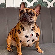 Paris joined the competition — help win amazing prizes! french_bulldog, dog, spotted_coat, leopard_pattern, sitting, couch, gray_couch, indoor, pet, animal, ears_up, looking_up, curious, decor, background, furniture, canine, companion, domestic_animal, cute