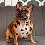 french_bulldog, dog, spotted_coat, leopard_pattern, sitting, couch, gray_couch, indoor, pet, animal, ears_up, looking_up, curious, decor, background, furniture, canine, companion, domestic_animal, cute