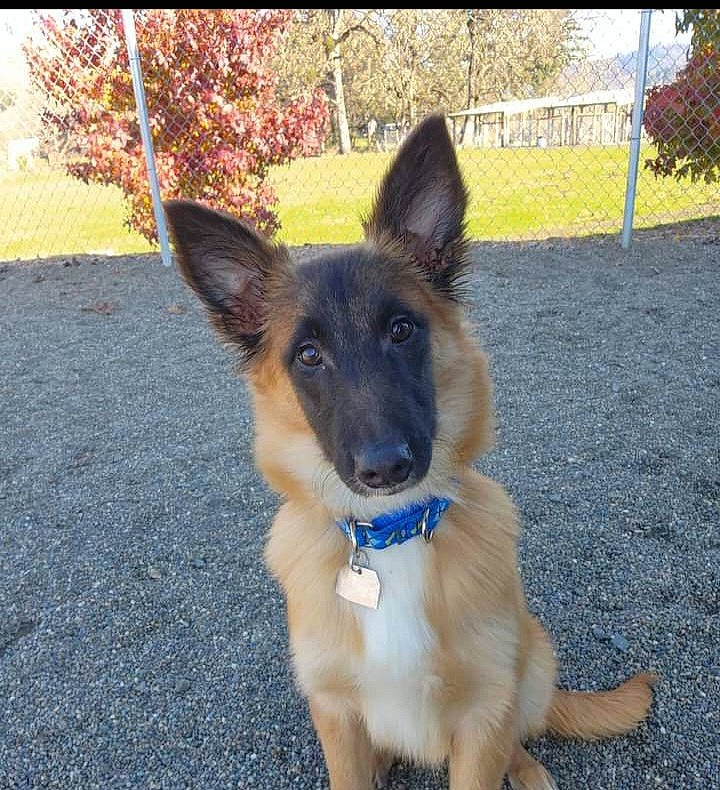 Todd is registered to the contest to win money with this photo: canidae, carnivore, collar, companion_dog, dog, dog_breed, dog_supply, east_european_shepherd, fawn, fur, german_shepherd_dog, herding_dog, old_german_shepherd_dog, pet_supply, plant, road_surface, snout, sporting_group, tail, working_dog