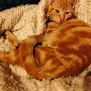 Ava participe au concours pour gagner de l'argent avec cette photo : cat, orange_tabby, fluffy_blanket, curled_up, sleepy, indoor, pet, fur, cozy, relaxed, whiskers, tail, paws, cute, animal, mammal, resting, domestic_cat, soft_texture, warm