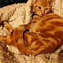 cat, orange_tabby, fluffy_blanket, curled_up, sleepy, indoor, pet, fur, cozy, relaxed, whiskers, tail, paws, cute, animal, mammal, resting, domestic_cat, soft_texture, warm