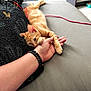 Ava a rejoint le concours — aidez-le/la à gagner de superbes lots ! cat, kitten, orange_tabby, hand, cuddling, couch, blanket, indoor, pet, playful, resting, feline, paw, human_hand, nibbling, cozy, domestic, relaxed, living_room, cute