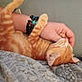 Ava participe au concours pour gagner de l'argent avec cette photo : kitten, cat, orange_tabby, sleeping, cuddle, paw, human_arm, bracelet, beads, lace, fabric, nap, pet, cozy, indoor, resting, closeup, cute, feline, comfort