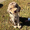 Chanel is registered to the contest to win money with this photo: adorable, animal, brown_fur, canine, companion, curly_fur, cute, daylight, dog, fluffy, friendly, grass, leash, nature, outdoor, pet, portrait, sitting, small_dog, sunlight