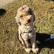 Chanel joined the competition — help win amazing prizes! animal, brown, curly_fur, cute, daylight, dog, ears, fur, grass, leash, muzzle, nature, nose, outdoor, pet, playful, shadow, sitting, sunlight, toy